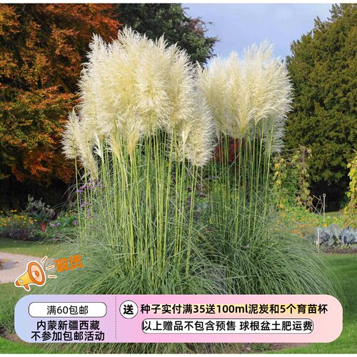 疯狂的小羊蒲苇白色羽毛