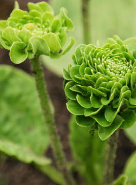 【种子】多年生 绿色花 玫瑰车前草 5粒