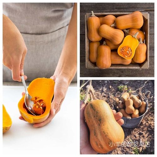 【种子】超-甜坚果味儿 小型南瓜 蜂蜜坚果 3粒