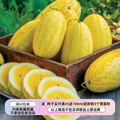 屡获殊荣的果肉华丽亮金色西瓜
