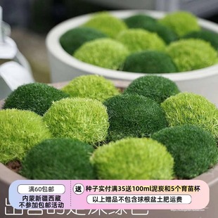 【种子】种子  石竹科 爱尔兰深绿色苔藓 爱尔兰珍珠草 20粒