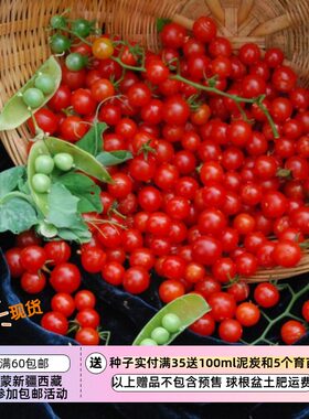 容易进口传家宝番茄种子新手