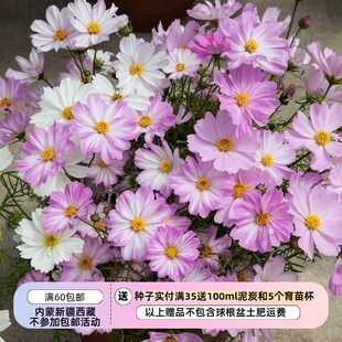 【种子】一年生夏季耐热矮生大花波斯菊 阿波罗系列 多种花色可选