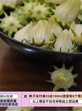【种子】新品种  酸酸甜甜  可食用 白色洛神花  5粒