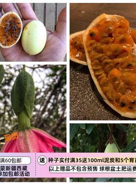 西番莲播种发芽超慢有难度