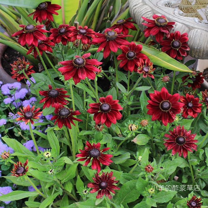 宿根金光菊樱桃白兰地酒10粒