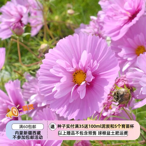 【种子】夏季耐热 纸杯蛋糕波斯菊系列新成员 樱花纸杯蛋糕 5粒