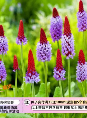 【种子】多年生  报春花科 花园功绩奖 樱草 棒棒糖报春  10粒