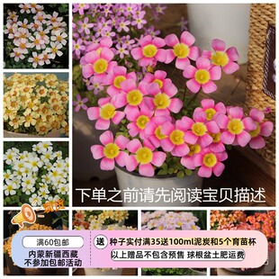 【现货球根】链接3 秋植酢浆草球根 obtusa系列多花花期长