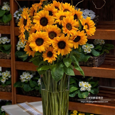 新手推荐好养活开花快夏季耐热GULF