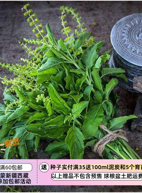疯狂的小羊绿叶泰国圣罗勒