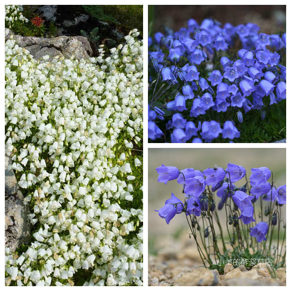 疯狂的小羊仙女针风铃草