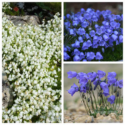 疯狂的小羊仙女针风铃草