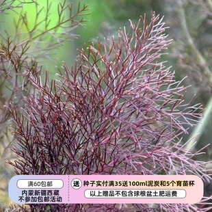 【种子】多年生 香草类 可食用  紫色茴香 青铜色茴香  10粒