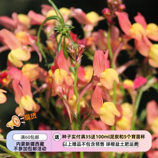 【种子】一年生 切花型 摩纳哥柳穿鱼 蜜桃丽西莉 10粒