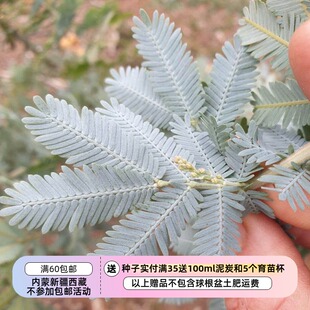 【种子】多年生 贝利氏相思树 库塔蒙德拉金合欢 5粒