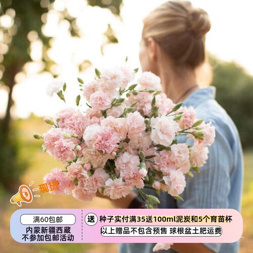 【种子】多年生切花型康乃馨石竹