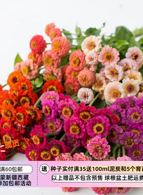 耐热小花百日草拇指姑娘