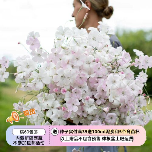 疯狂的小羊海洋珍珠浅粉色