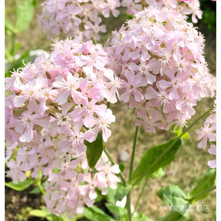 疯狂的小羊淡粉色樱小町