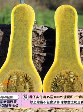 疯狂的小羊危地马拉绿色南瓜