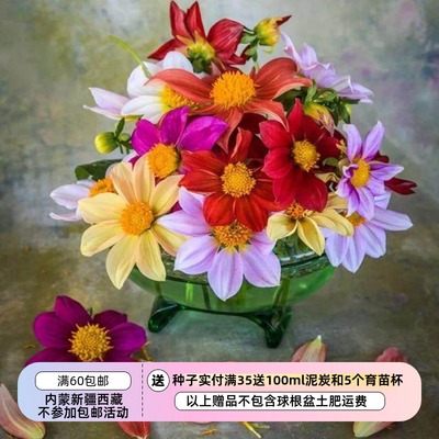 迷人的混色混色大丽花