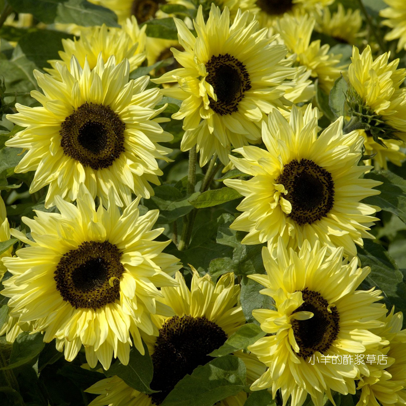 疯狂的小羊双层花瓣向日葵