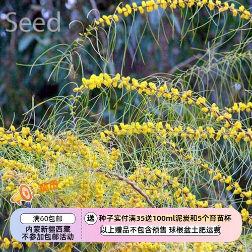 【种子】 Minni-Ritchi树皮 银色枝叶 亮黄色花序 夏雨金合欢 5粒