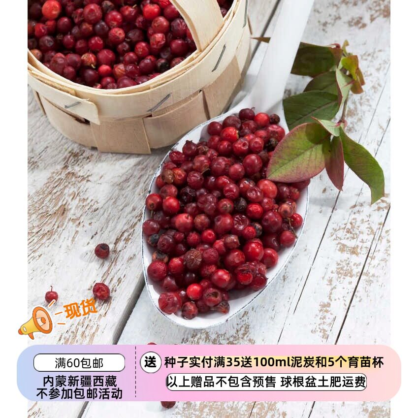 【种子】多年生匍匐蔓越莓