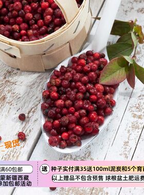 【种子】多年生匍匐蔓越莓