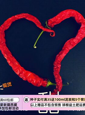 进口传家宝种子盆栽可留种辣椒
