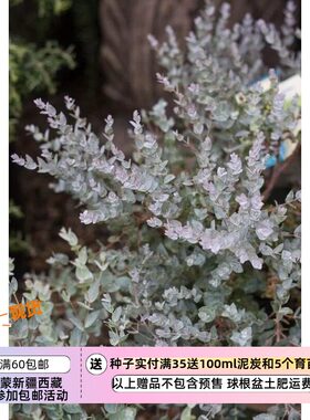 桉树尤加利澳洲月亮湖