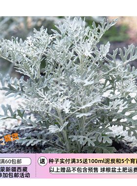 疯狂的小羊银叶菊银尘