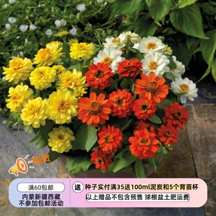 【种子】夏季耐热 矮生盆栽型重瓣百日草 扎哈啦系列 多种花色