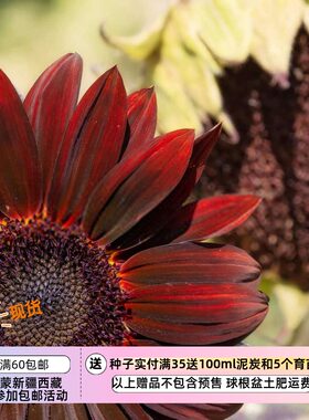 夏季耐热高杆分枝向日葵