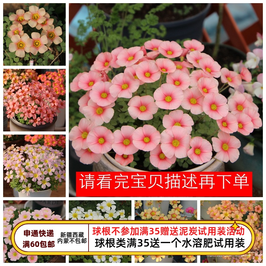 疯狂的小羊秋植酢浆草花期长