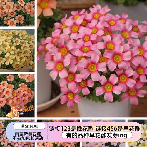 秋季种植酢浆草花量大