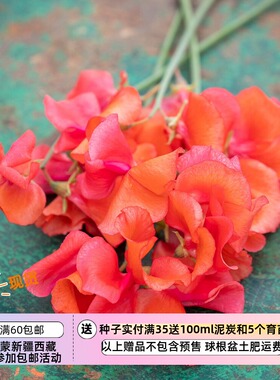 【种子】一年生 芳香植物 爬藤  香豌豆 橙色王子  3粒