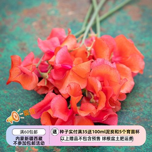 【种子】一年生 芳香植物 爬藤 香豌豆 橙色王子 3粒