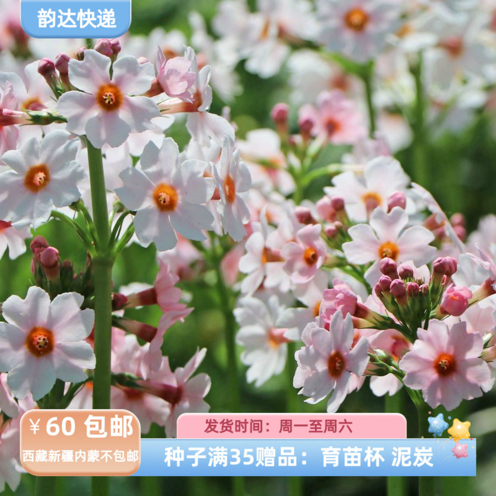 【种子】报春花科 日本报春 苹果花色 10粒