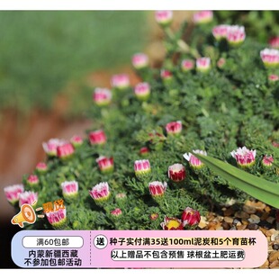 【种子】多年生 菊科 除虫菊 南欧派利吞草 5粒