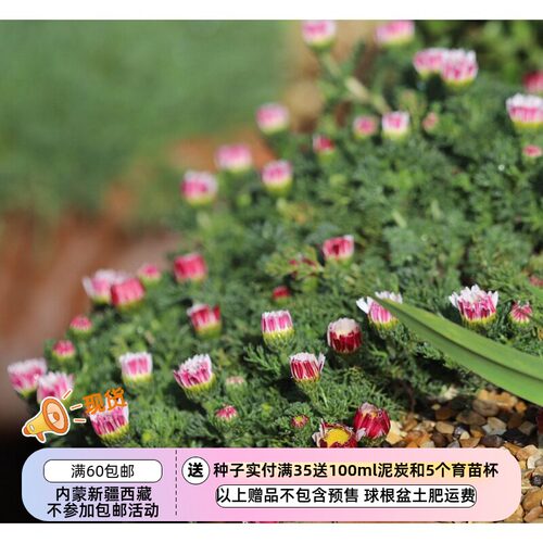 种子多年生菊科南欧派利吞草