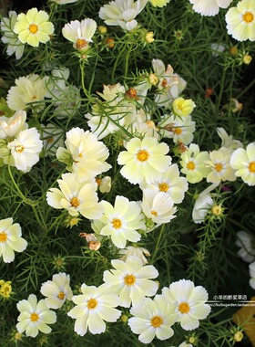 【种子】耐热植物 单瓣波斯菊 浅黄色 桑索斯10粒