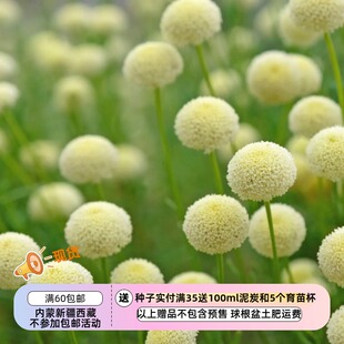 【种子】多年生 菊科 迷迭香叶亚麻绵杉菊 10粒