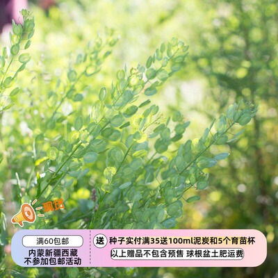 种子一年生可食用装饰波斯水芹