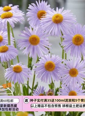 【种子】多年生 淡紫色橙心 大花瓦特堡紫菀 初夏紫菀 10粒