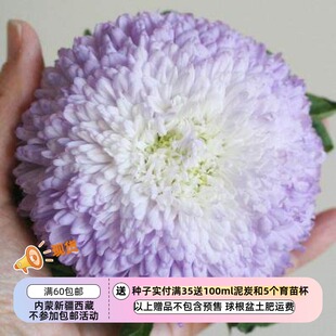 【种子】新品新品 切花型重瓣翠菊 翠菊鲍勃银蓝色  5粒