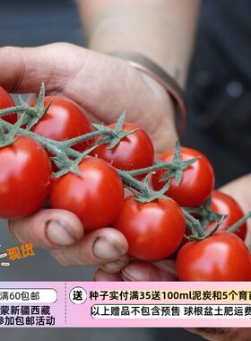 【种子】可留种 新品种新口味樱桃小番茄 芒果奶昔 3粒