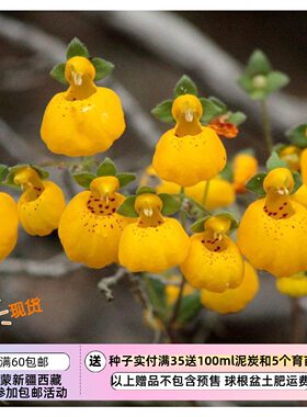 【种子】种子 多年生  高山类型 原种蒲包花 金冠  10粒