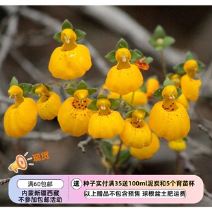 【种子】种子 多年生 高山类型 原种蒲包花 金冠 10粒